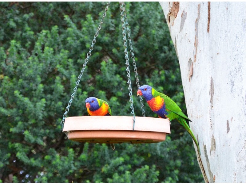 48 Summerford Road, Aberfoyle Park SA 5159