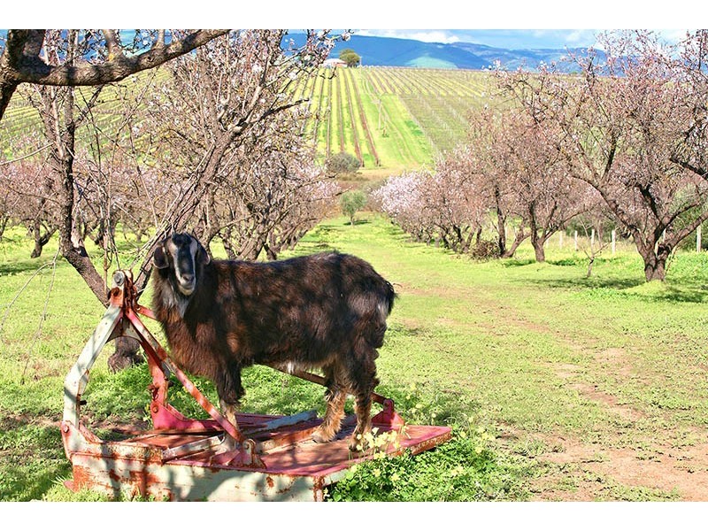 186 Branson Road, Tatachilla SA 5171