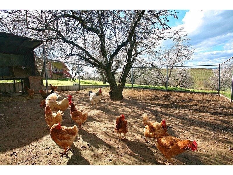 186 Branson Road, Tatachilla SA 5171