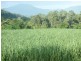 Lot 50 Mt Peter Road, Edmonton QLD 4869