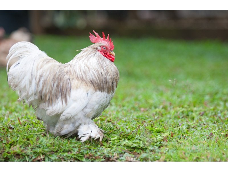 179-181 Wiseman Road West, Edmonton QLD 4869