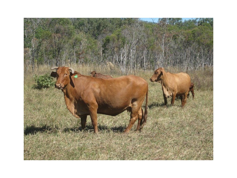 1283 Springmount Road, Arriga QLD 4880