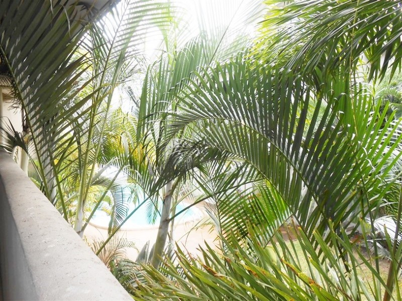 Parramatta Park QLD 4870