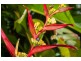 Cairns QLD 4870