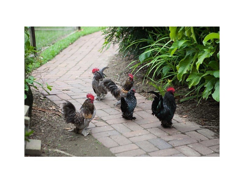 127 Redbank Road, Gordonvale QLD 4865