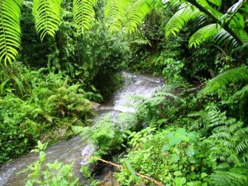 Bellenden Ker QLD 4871