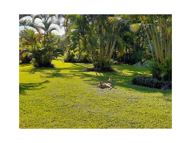 554 Utchee Creek Road, Mena Creek QLD 4871