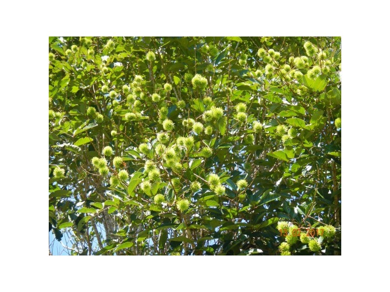 554 Utchee Creek Road, Mena Creek QLD 4871