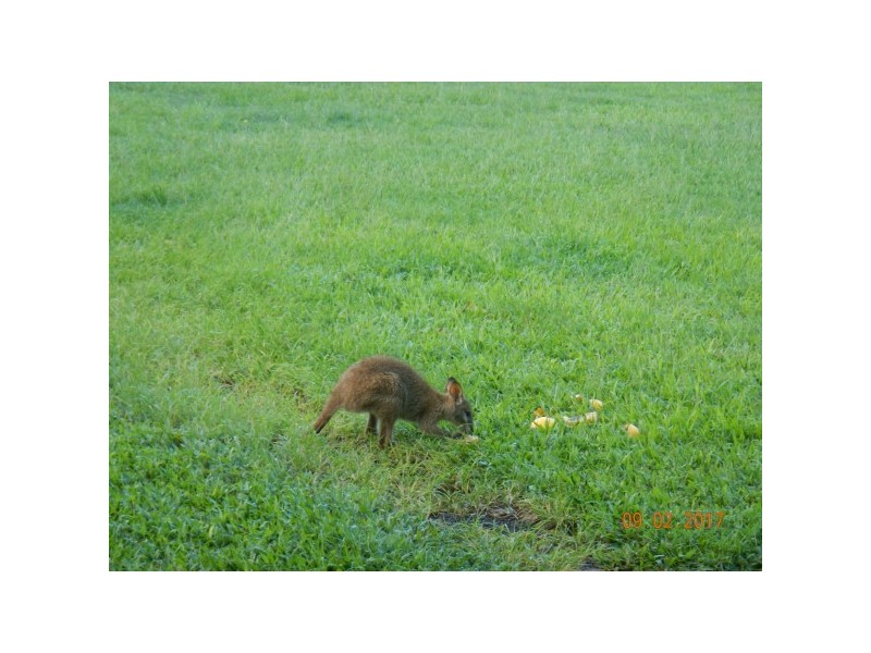 554 Utchee Creek Road, Mena Creek QLD 4871