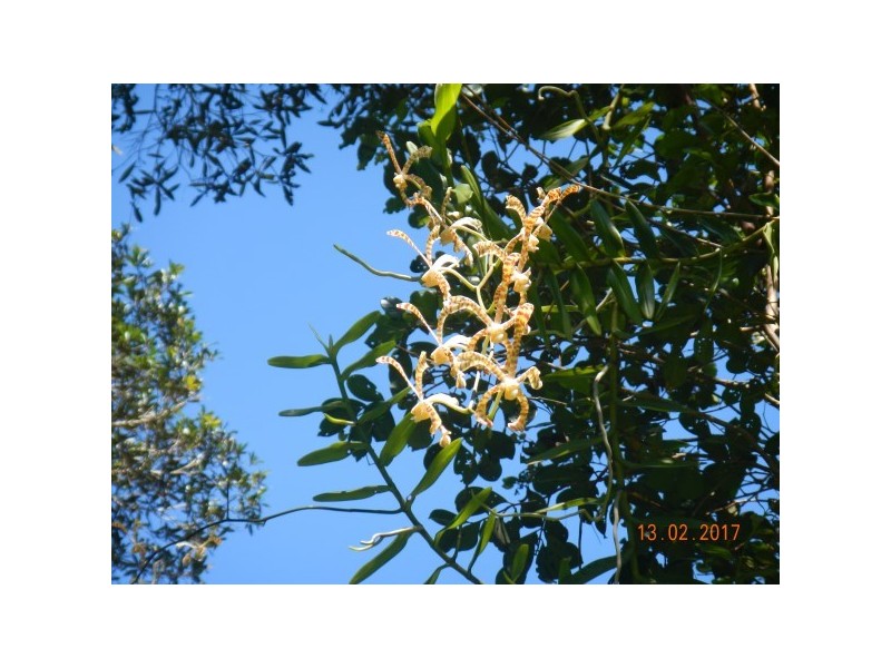 554 Utchee Creek Road, Mena Creek QLD 4871