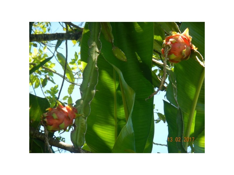 554 Utchee Creek Road, Mena Creek QLD 4871