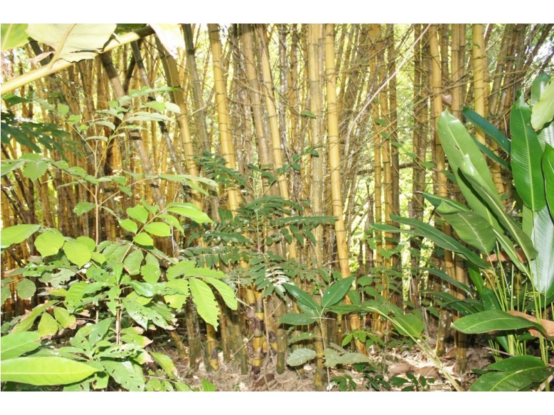 Lot 1 Bruce Highway, Bellenden Ker QLD 4871