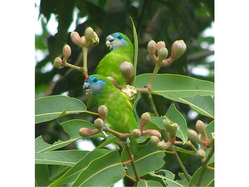 24 Jumna Close, Bentley Park QLD 4869