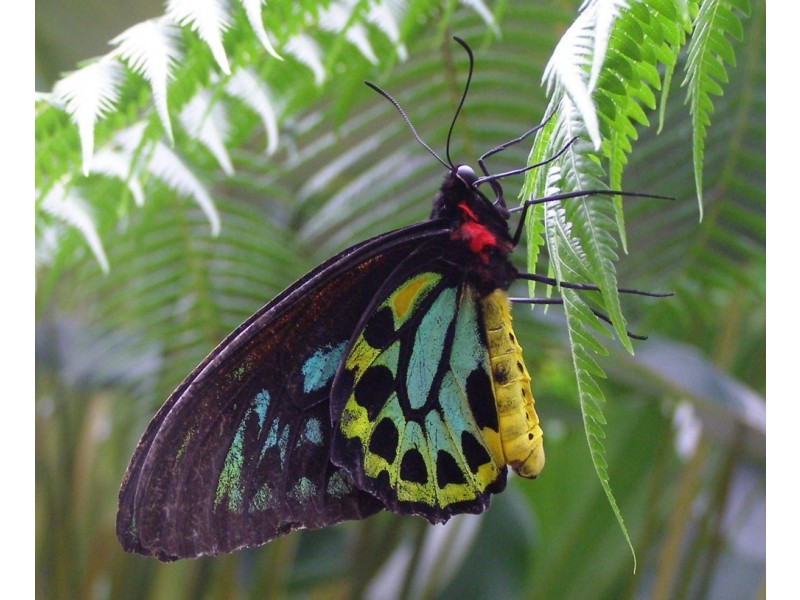 24 Jumna Close, Bentley Park QLD 4869