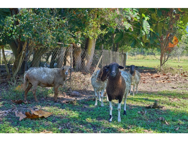 134 Little Mulgrave Road, Little Mulgrave QLD 4865