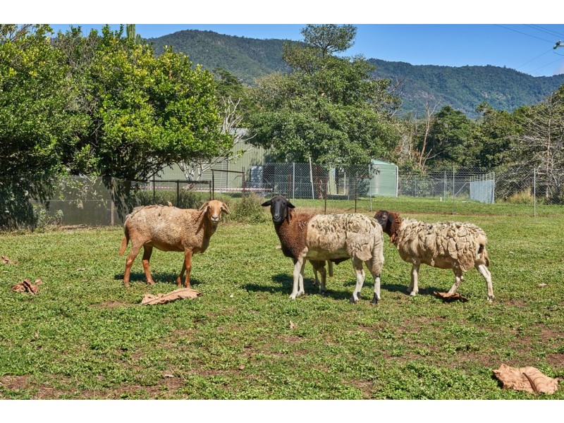 134 Little Mulgrave Road, Little Mulgrave QLD 4865