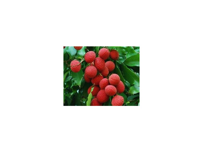 396 Chewko Road, Mareeba QLD 4880