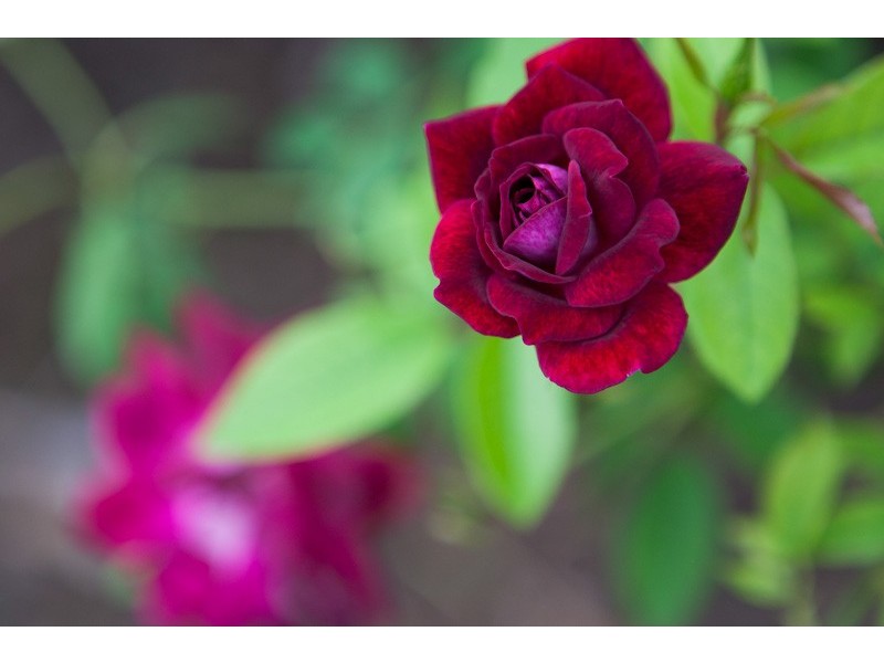 396 Chewko Road, Mareeba QLD 4880