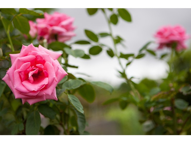 396 Chewko Road, Mareeba QLD 4880