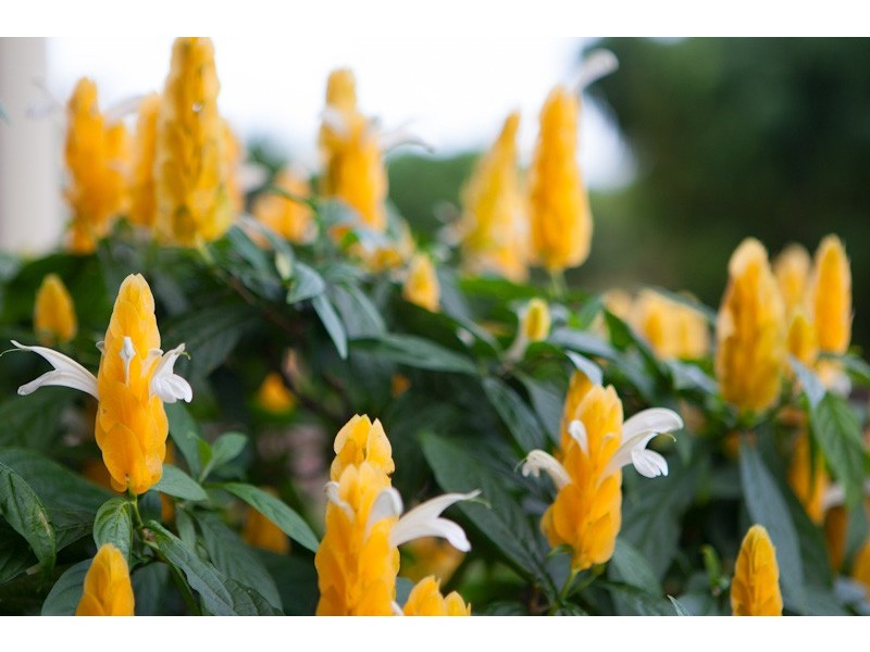 396 Chewko Road, Mareeba QLD 4880