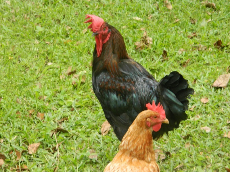 Fishery Falls QLD 4871