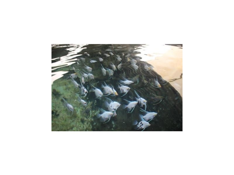 Cairns QLD 4870