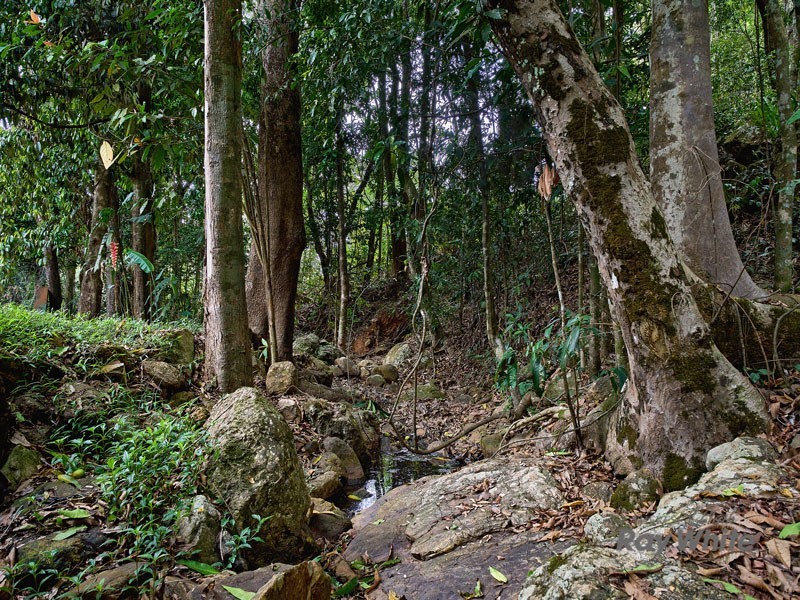 20-22 Rainforest Road, Edmonton QLD 4869