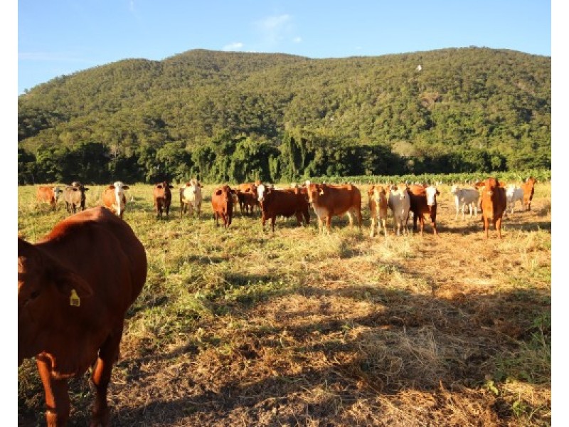 0 Pine Creek – Yarrabah  Road, East Trinity QLD 4871