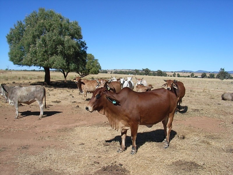 Lot 1 Bective Reserve Road, Tamworth NSW 2340