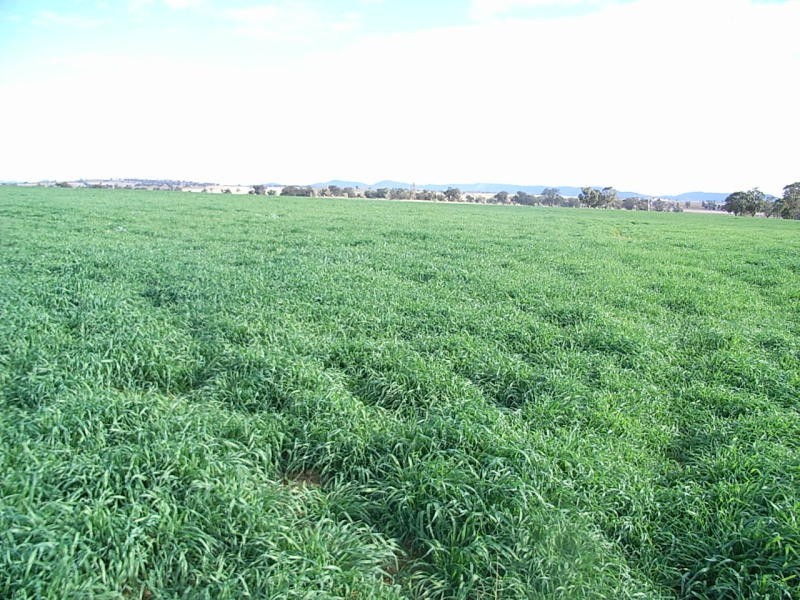 Lot 1 Bective Reserve Road, Tamworth NSW 2340