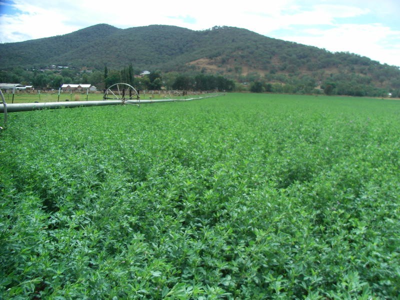 10 King George Avenue, Tamworth NSW 2340