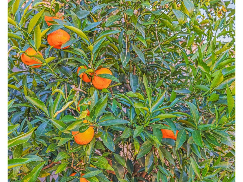 31 Flinders Street, Tamworth NSW 2340