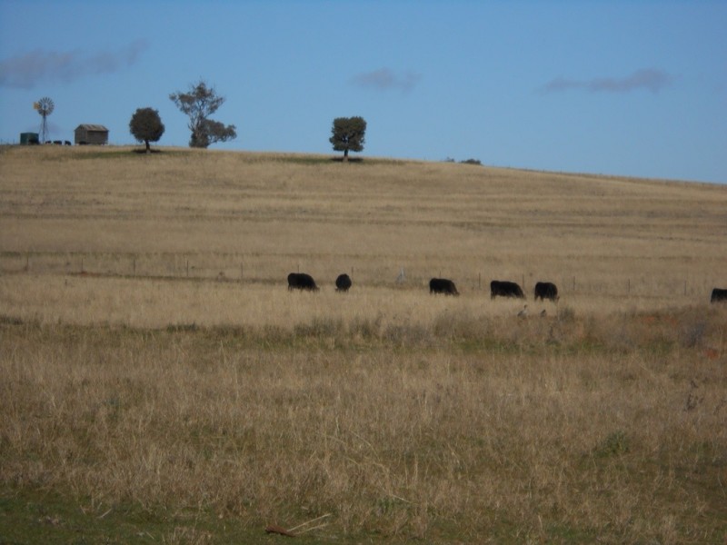 Cnr of Bowdens and Browns Lane, Tamworth NSW 2340