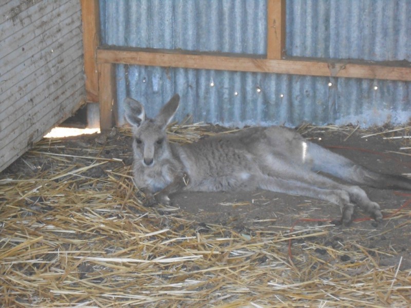 60 New Winton Road, Tamworth NSW 2340