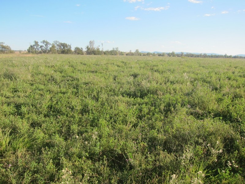 173 Lower Somerton Road, Attunga NSW 2345