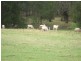 1778 Piallaway Road, Currabubula NSW 2342