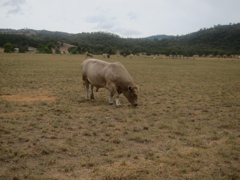352 Wisemans Arm Road, Garthowen NSW 2345