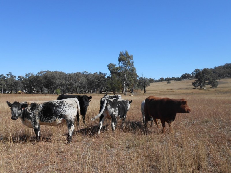 Lot 2 633 Moore Creek Road, Tamworth NSW 2340