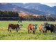 “Hillview” 620 Woolomin Road, Tamworth NSW 2340