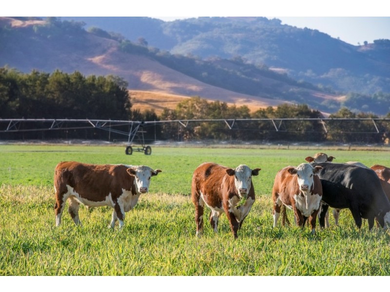 “Hillview” 620 Woolomin Road, Tamworth NSW 2340