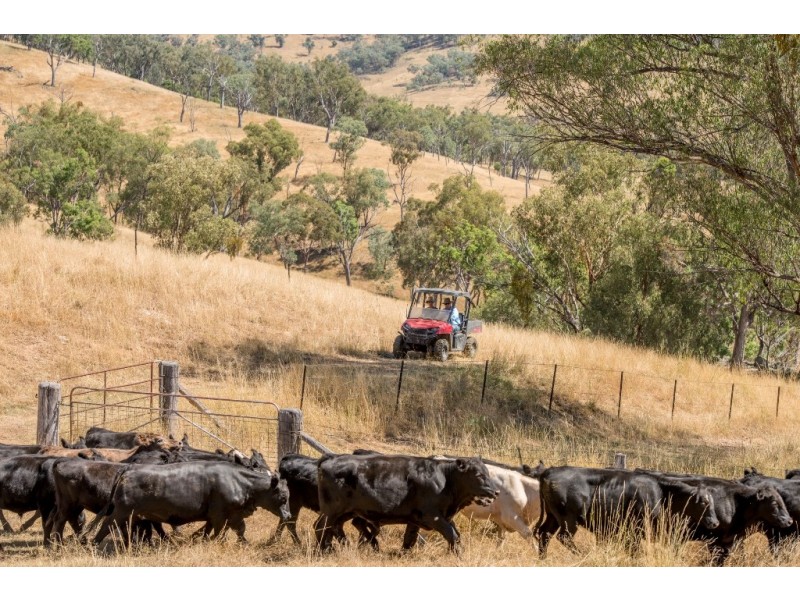 “Hillview” 620 Woolomin Road, Tamworth NSW 2340