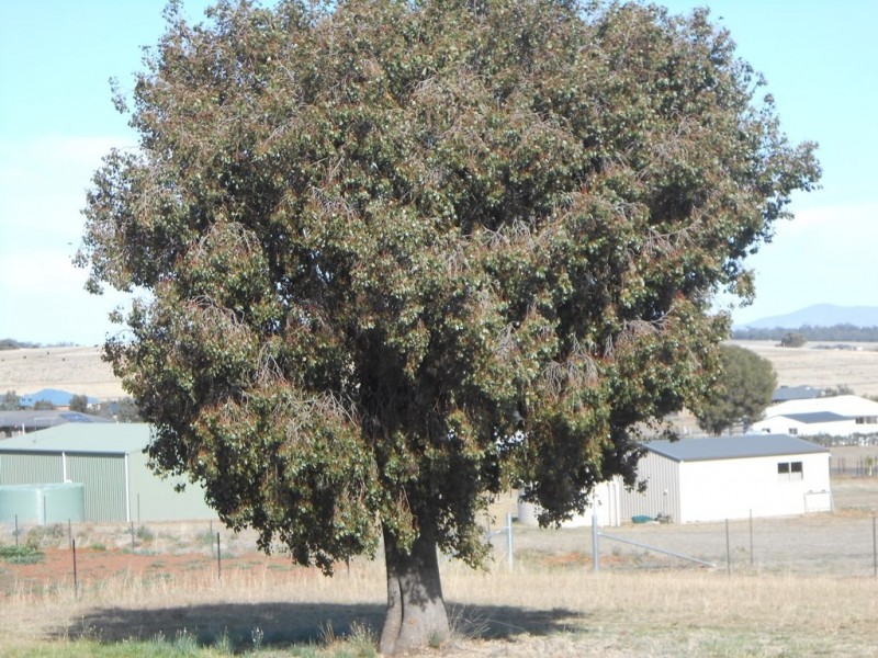 Lot 209 Forest Road, Tamworth NSW 2340