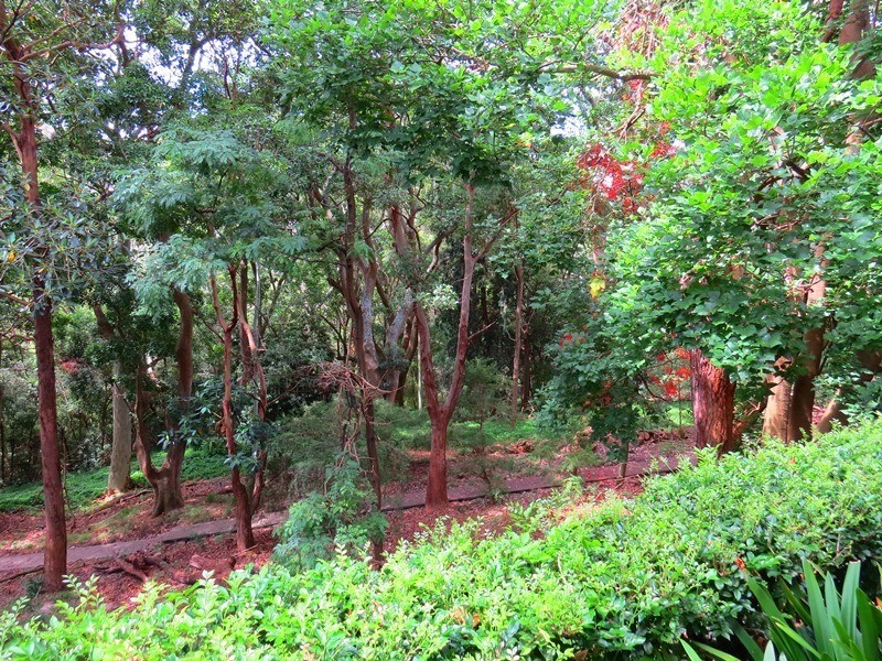 6/15 Raine Street, Woollahra NSW 2025