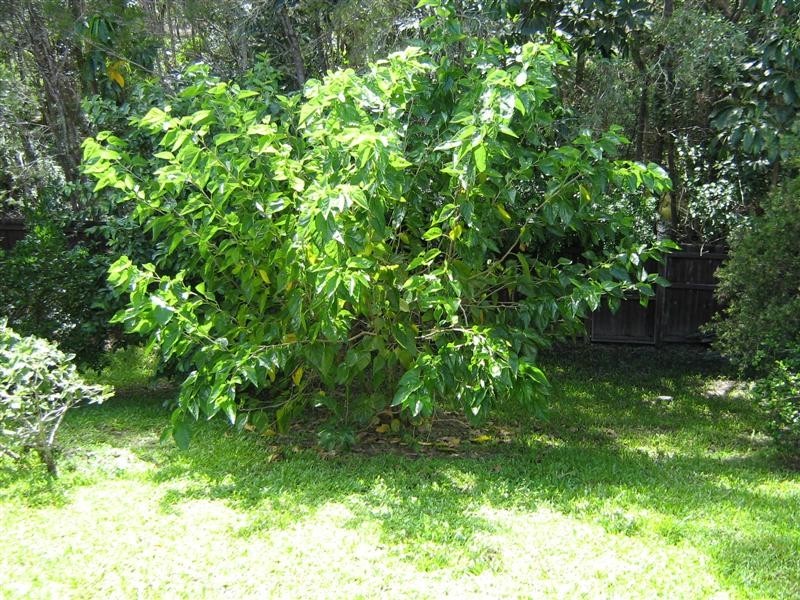 62 Koola Drive, Nerang QLD 4211