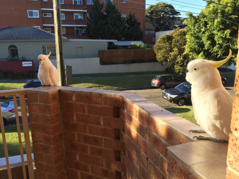 5/1 The Avenue, Rose Bay NSW 2029