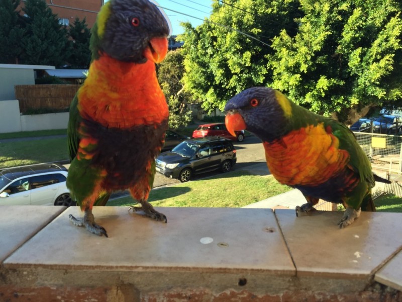 5/1 The Avenue, Rose Bay NSW 2029