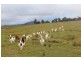 1978 Burra Road, Gundagai NSW 2722