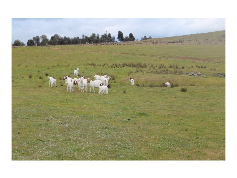 1978 Burra Road, Gundagai NSW 2722