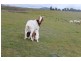 1978 Burra Road, Gundagai NSW 2722