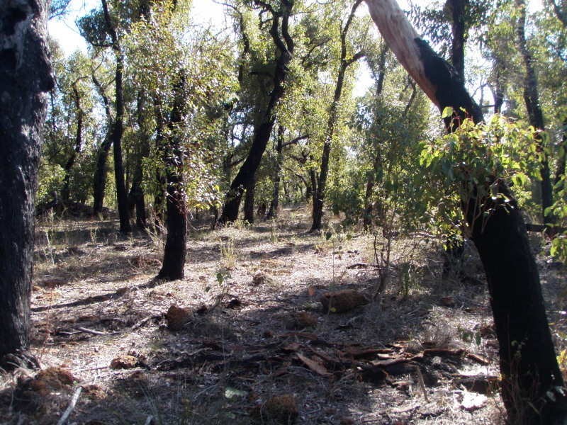 Lot 803 Faulkner Court, Porongurup WA 6324